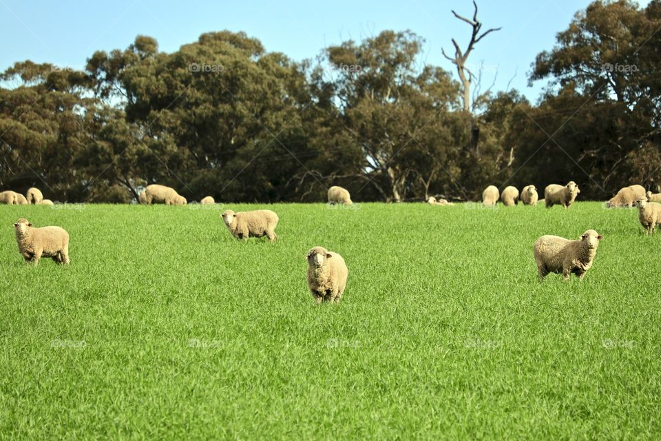 Flock Australian wooly sheep, lambs and ewes in green meadow pasture field, South Australia, pastoral, grazing, wool and lamb production