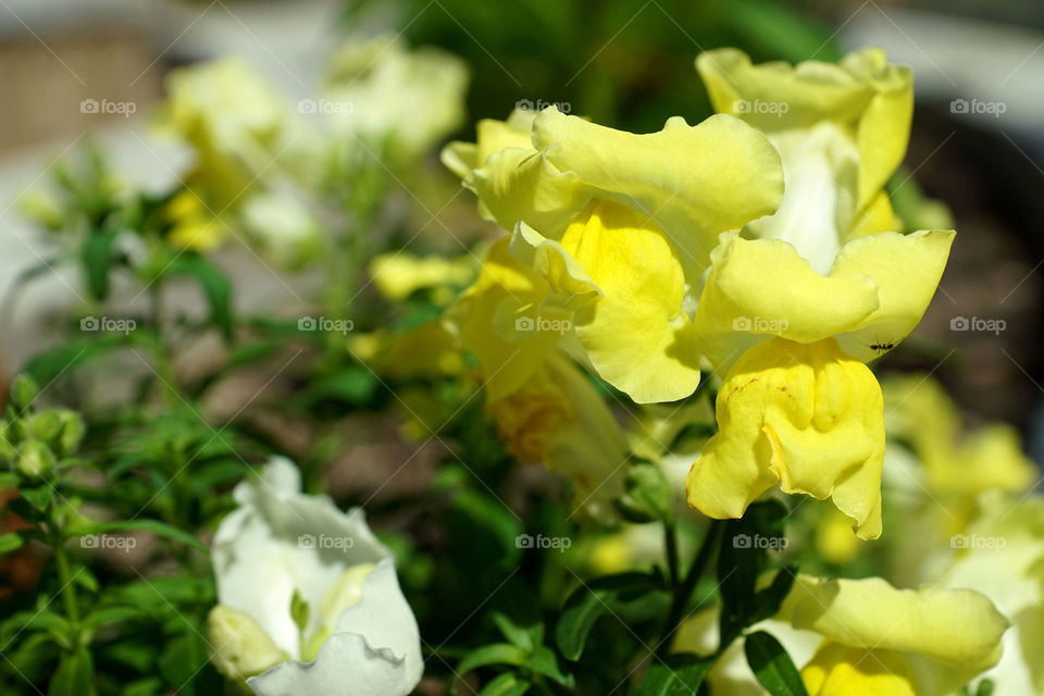 Snap dragon 