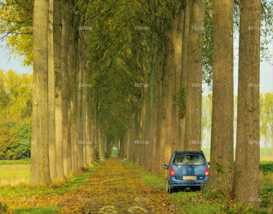 No Person, Tree, Road, Nature, Fall