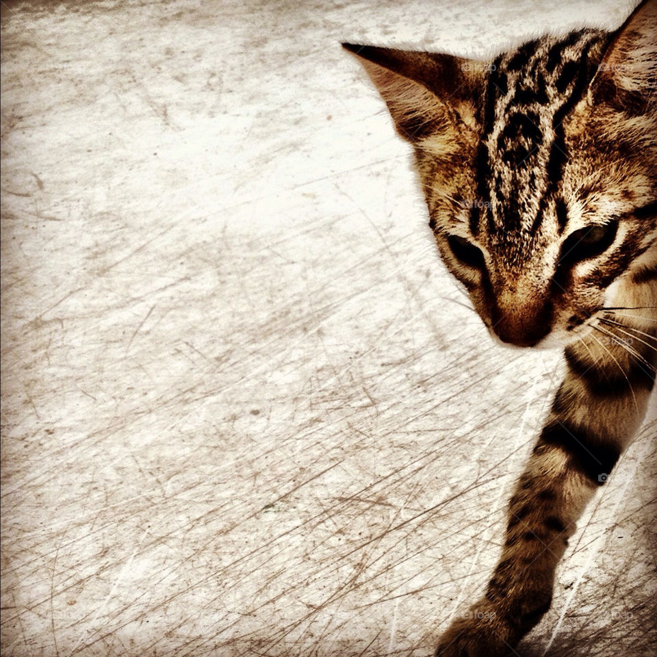 cat kitty up close by edrebbweb