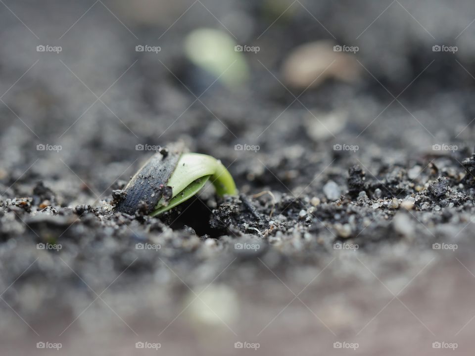 Sprouting sunflower seed