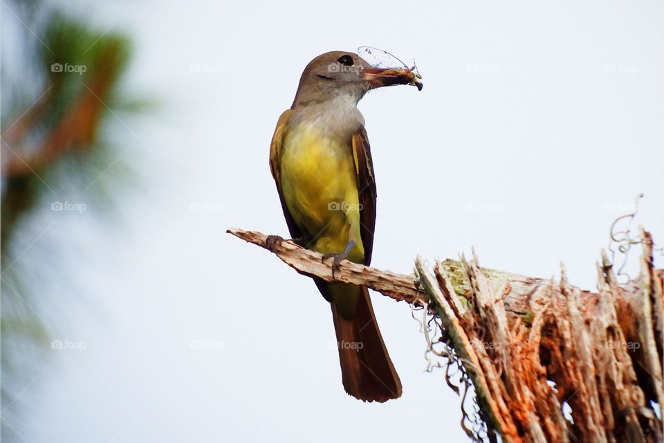 Beautiful yellow Flycatcher Bird with lots of flys.