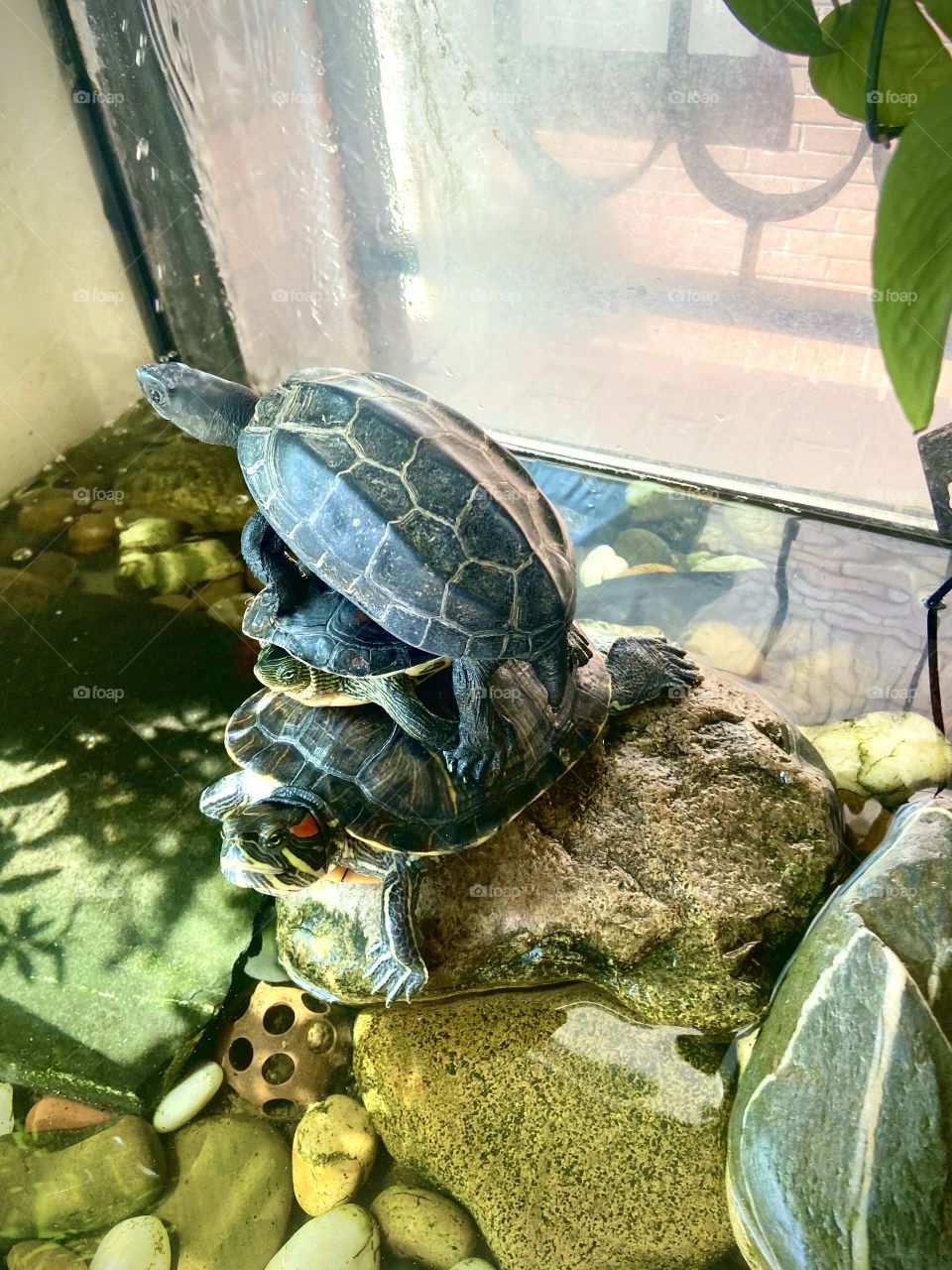 My turtles my funny friends 