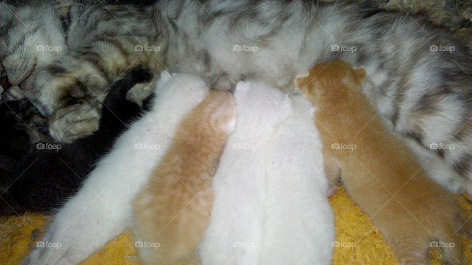 kittens getting milk
