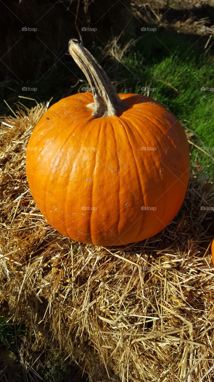 Pumpkin, Halloween, Fall, Pasture, Thanksgiving