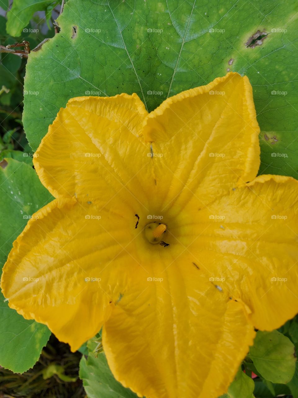 pumpkin flower