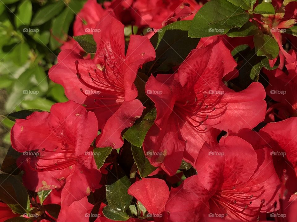 Scarlet Azaleas