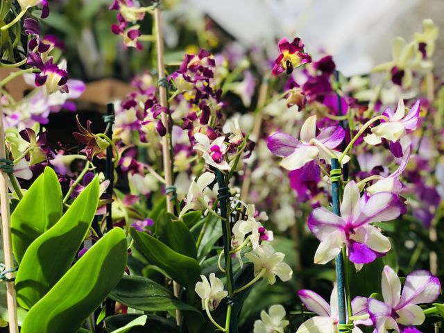 Orquidis