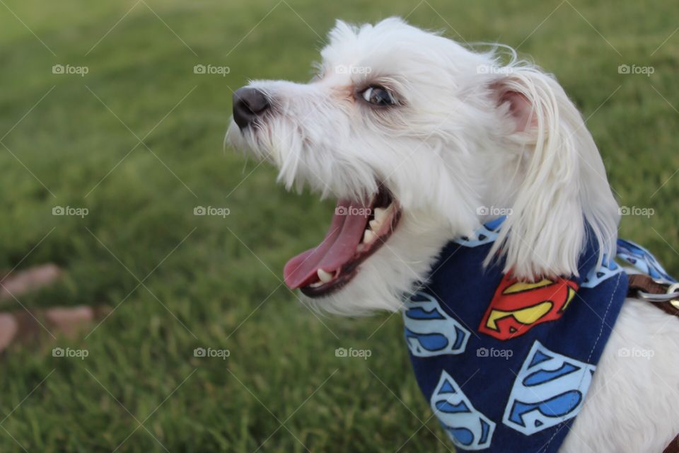 Happy dog wearing a Superman bandana 