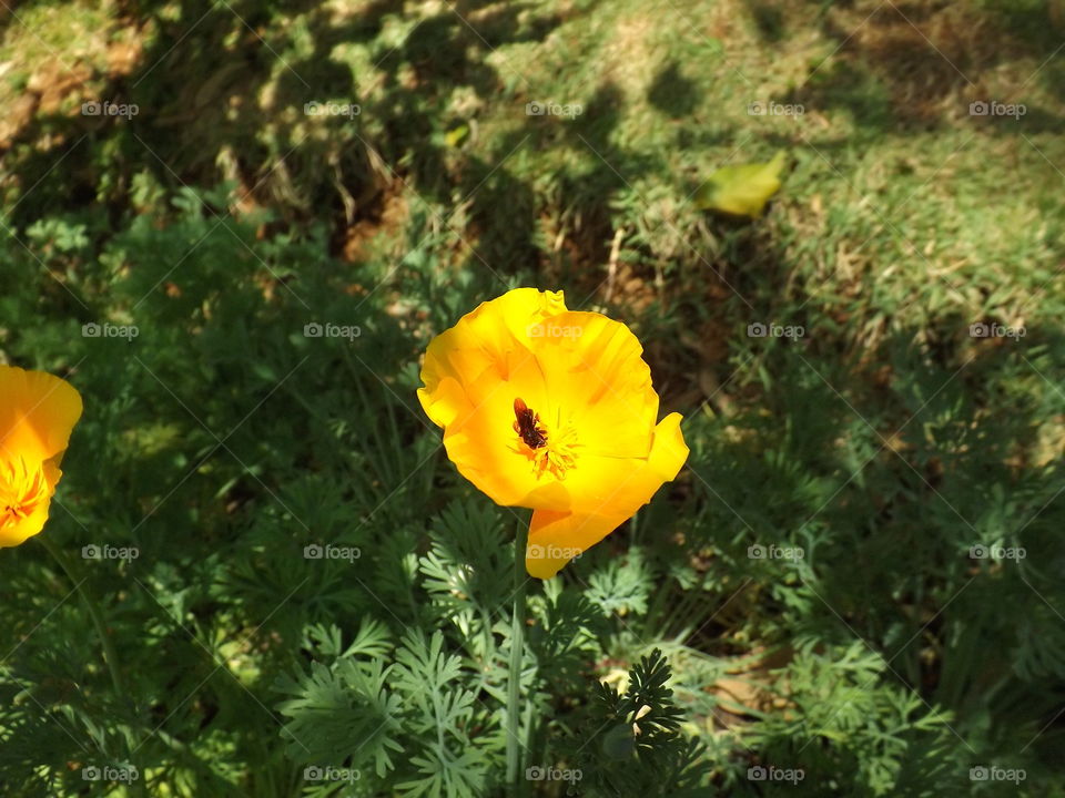 Califórnia poppy