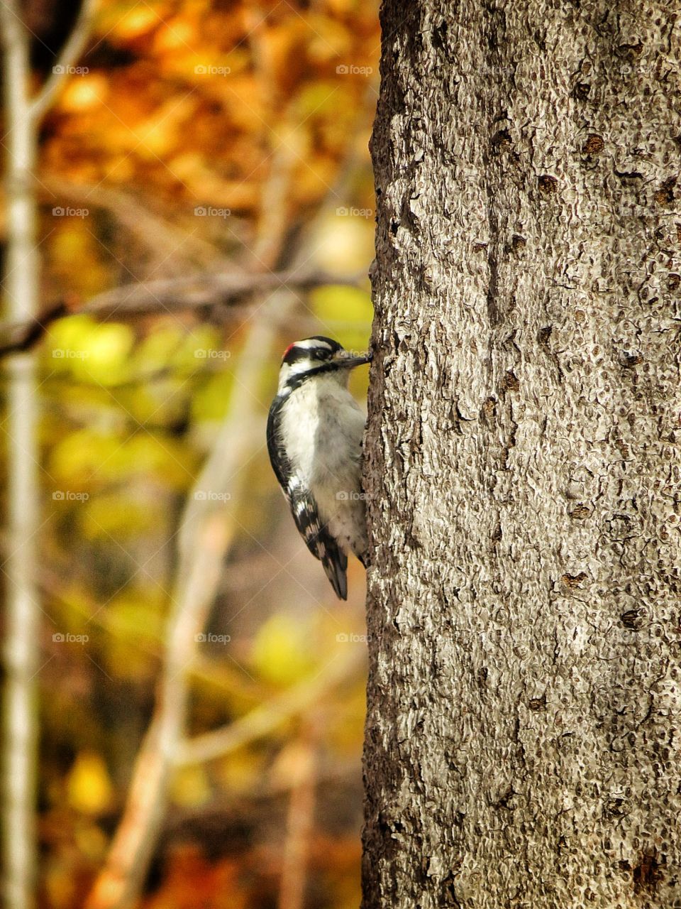 Woodpecker Mont St-Bruno