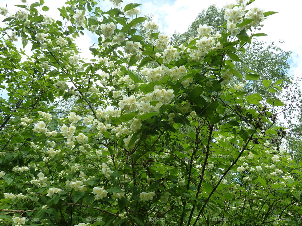 June flowers of summer