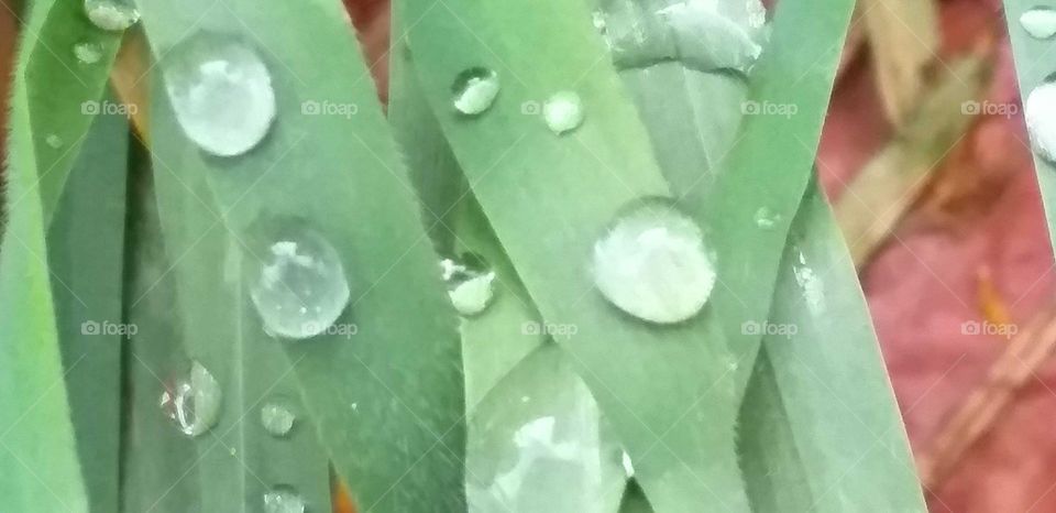 Greengrass#drops#water#nature