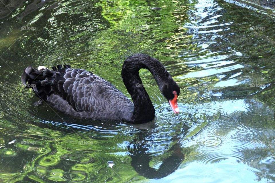 black swan swimming for background