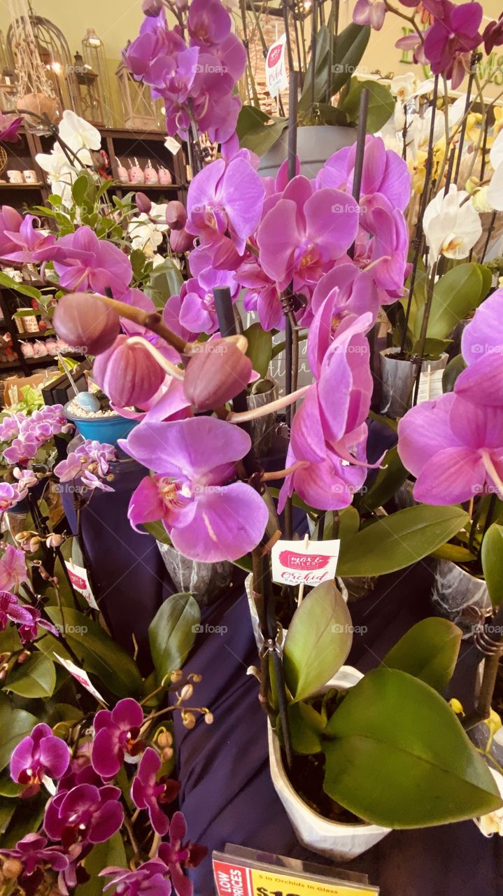 Fresh Orchids Just Arrived and had the Pick of the Plants. 