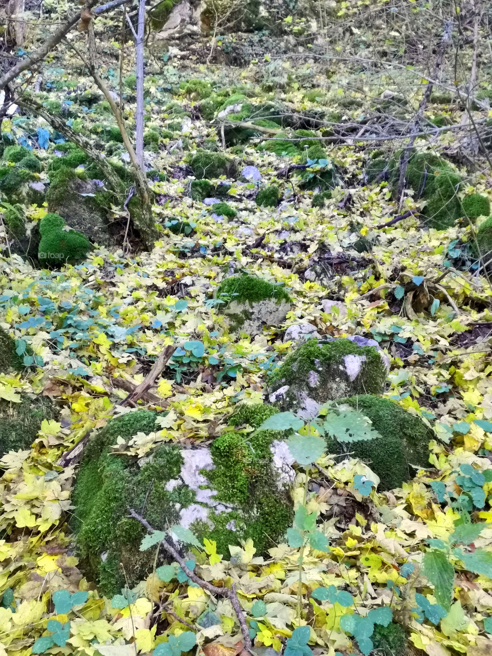 Autumn in the forest