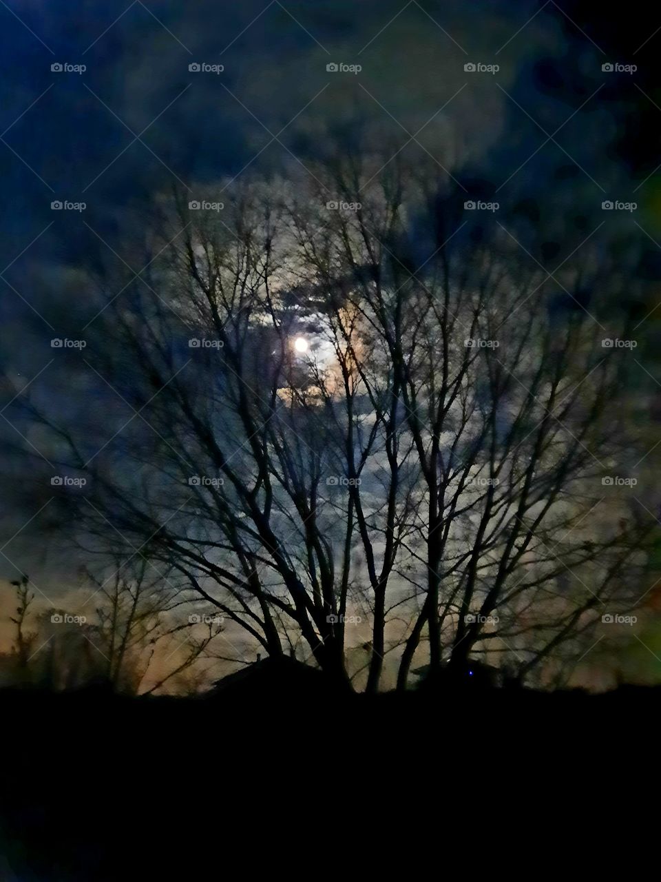 trees around us - black silhouettes against night sky with clouds and moon