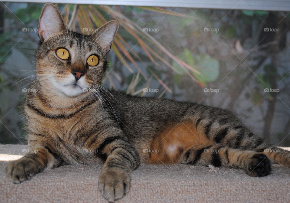 tiger print tabby cat with bright yellow eyes posing gracefully on a carpet bench with plants in the background