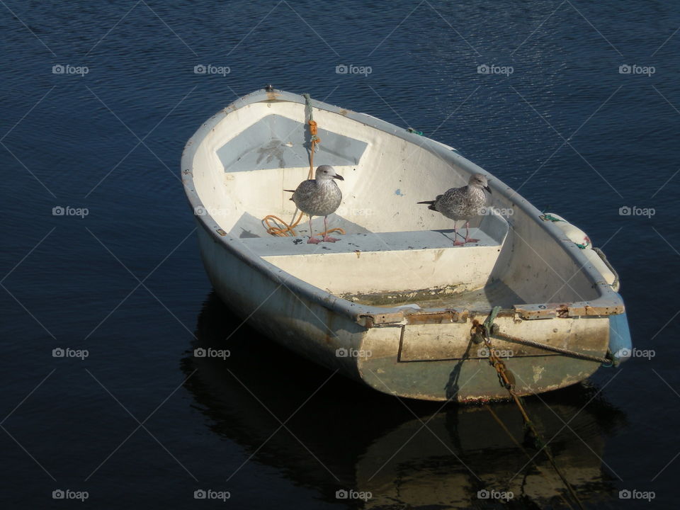 Seagulls in boat