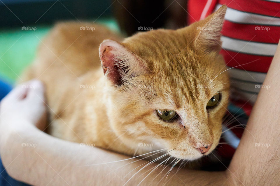 A pet owner carrying cat