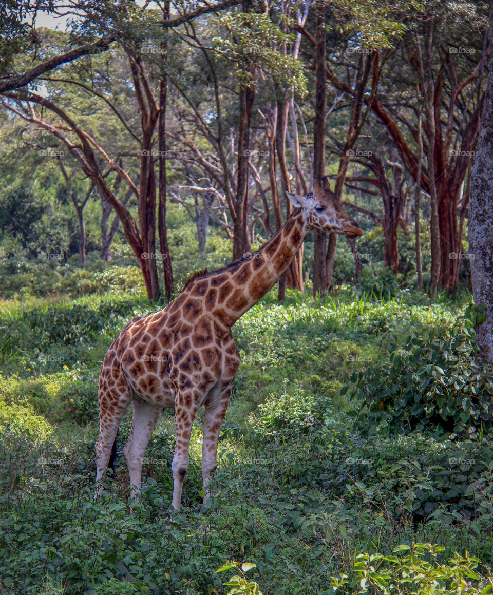 Giraffes aplenty 