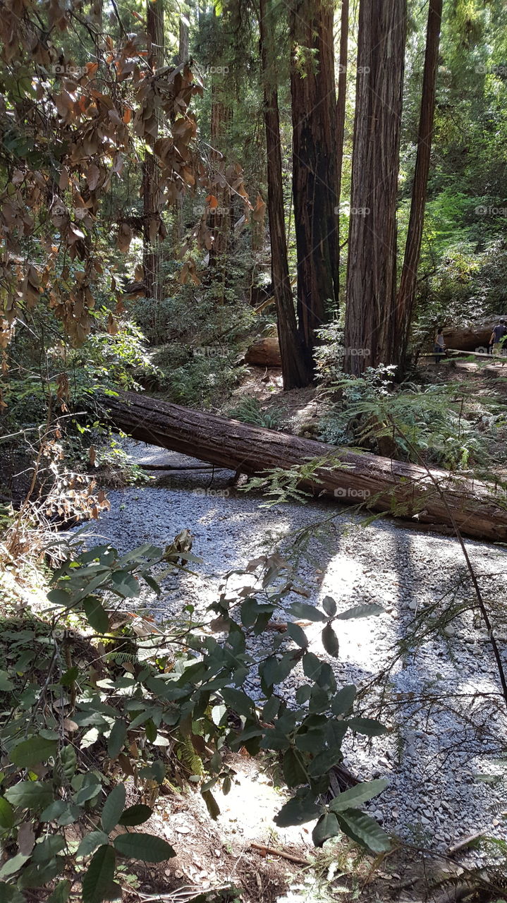 fallen tree