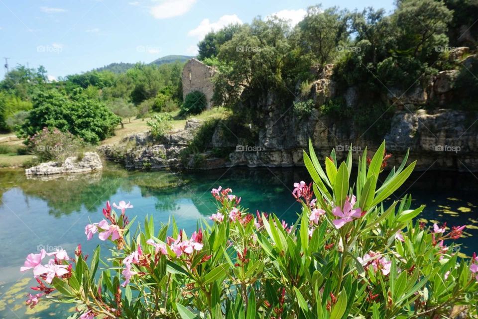 Flowers#plant#blossom#nature#vegetation#colors#trees#lake