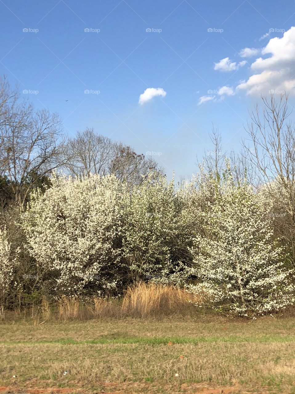 Blue sky , whispy, cloud day with white flowering pear trees blossoming along the landscape. 