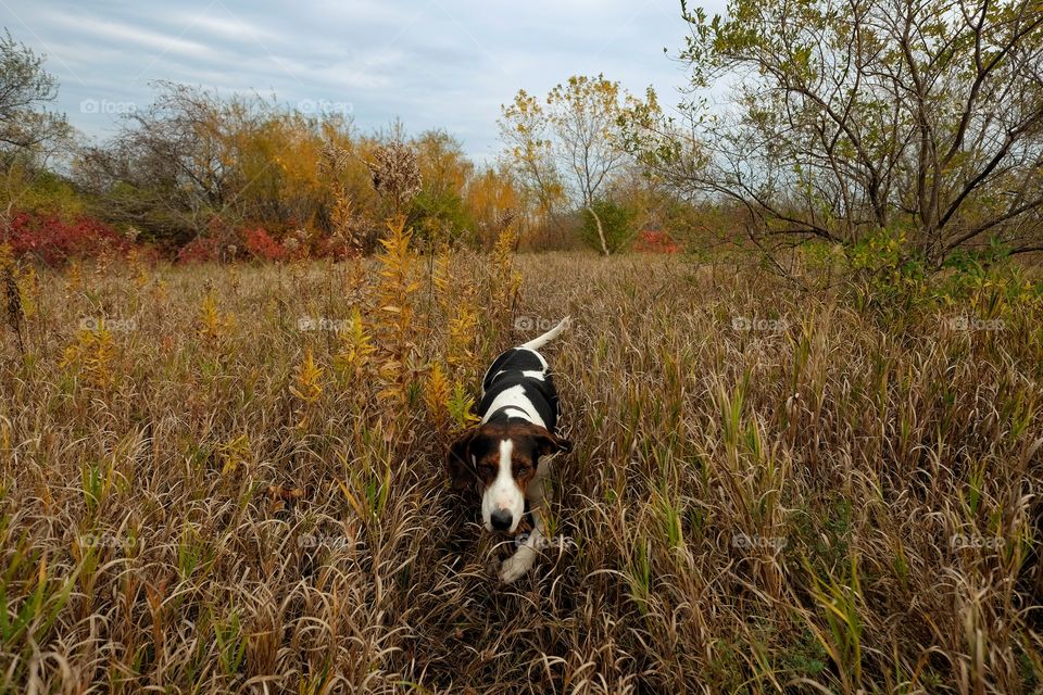 Dog walking in field