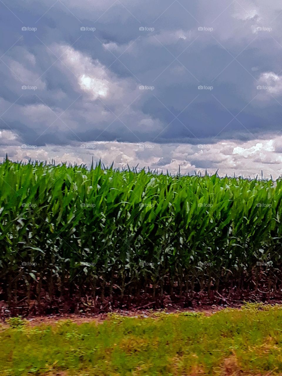 corn field