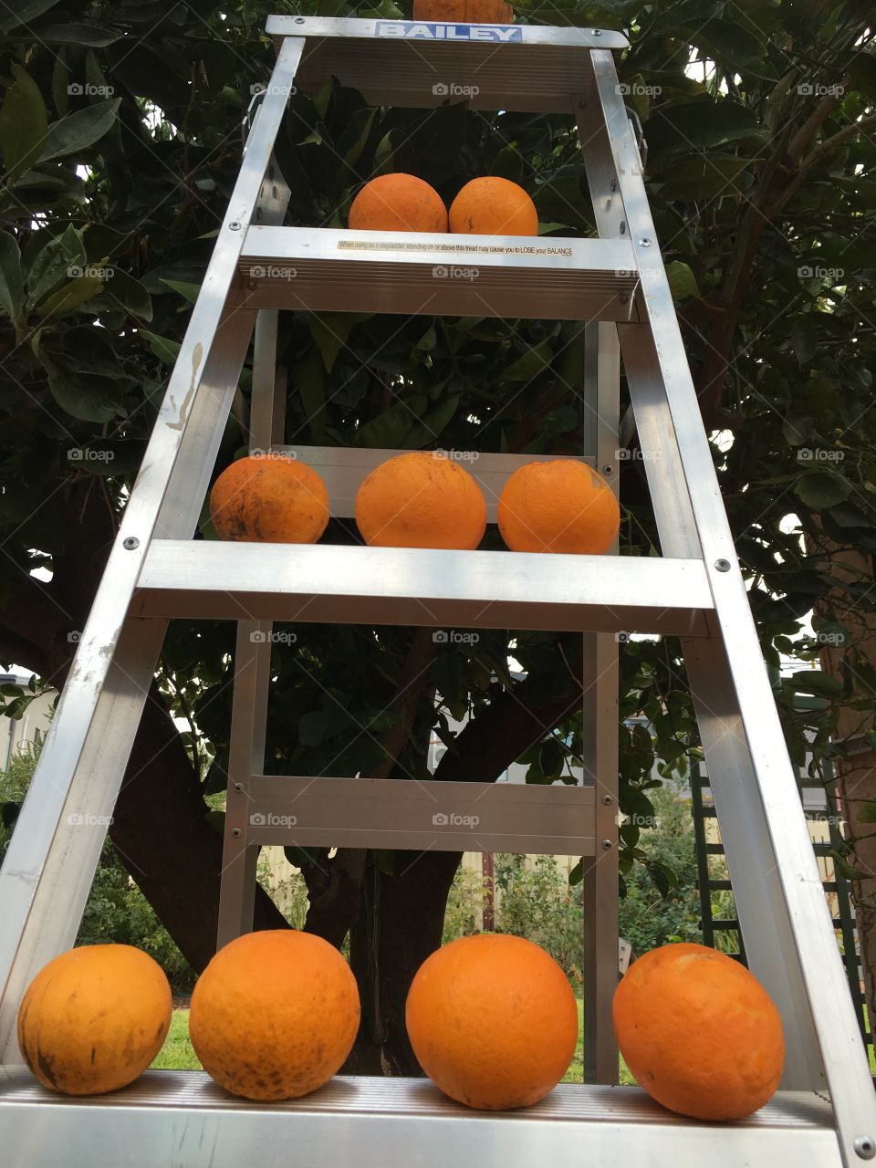 Oranges in a pattern