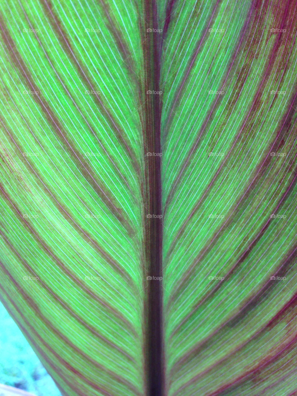 LEAF
