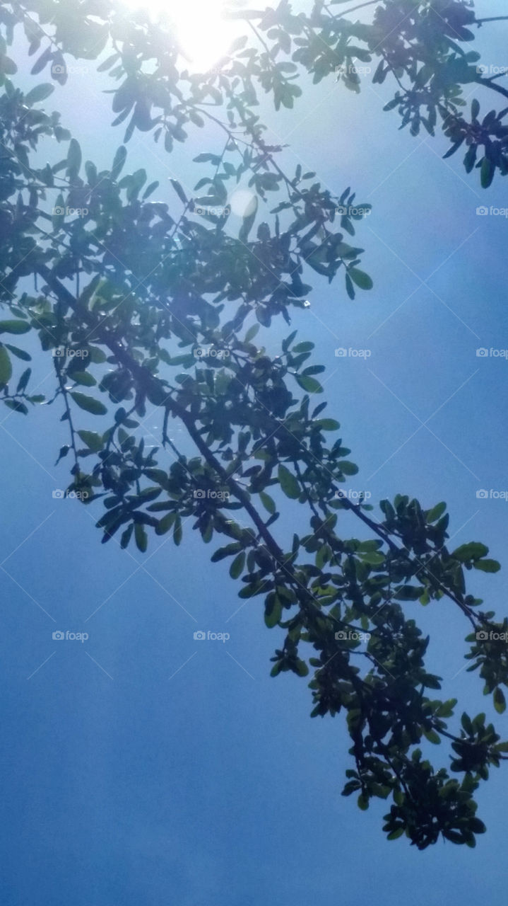 tree branch. Oak tree branch with Web against summer blue sky