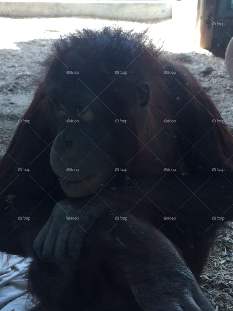 Orangutan at the Phoenix Zoo.