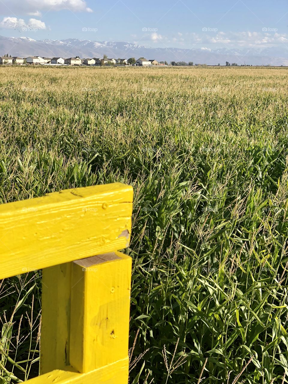 Cornfield in the Fall
