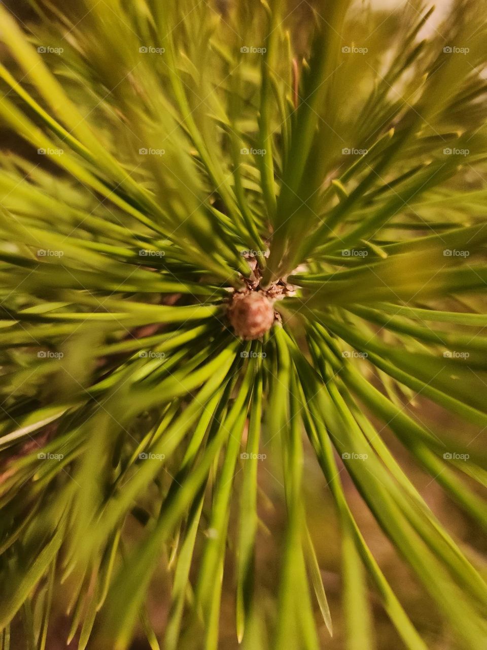 Pine tree