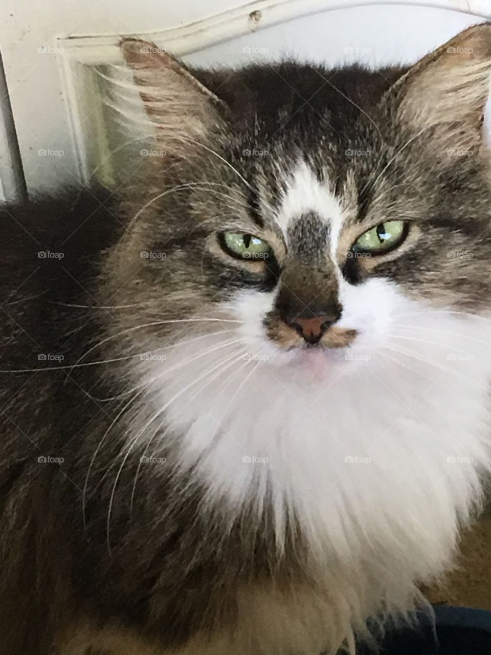 Isn’t she lovely. Long hair big eyes and cool markings. Sweetest disposition.pretty