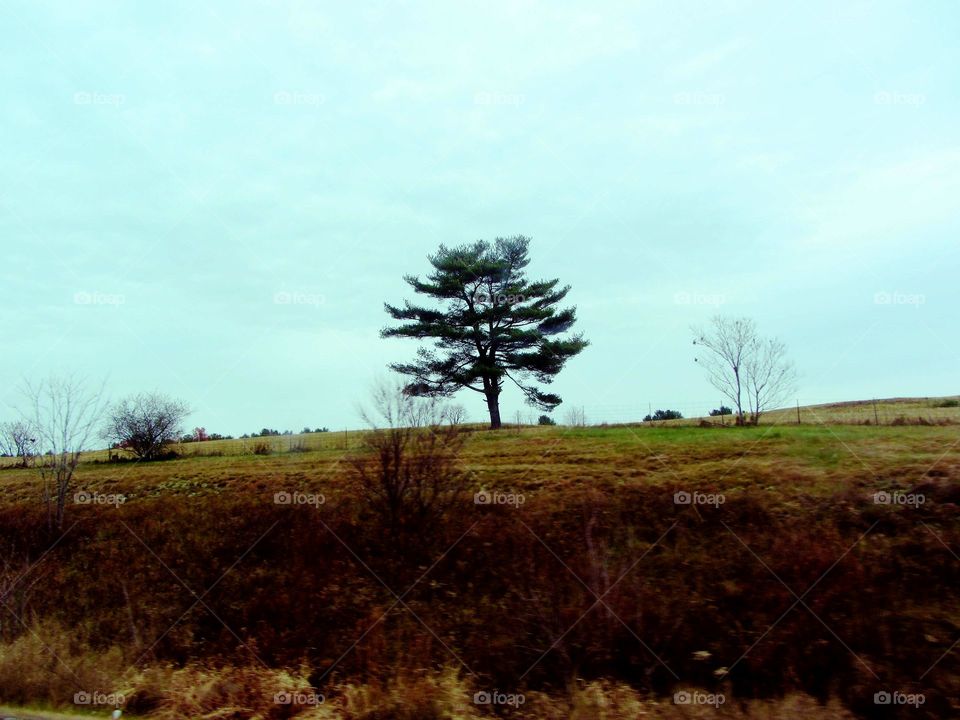 Lone tree in farmers field.