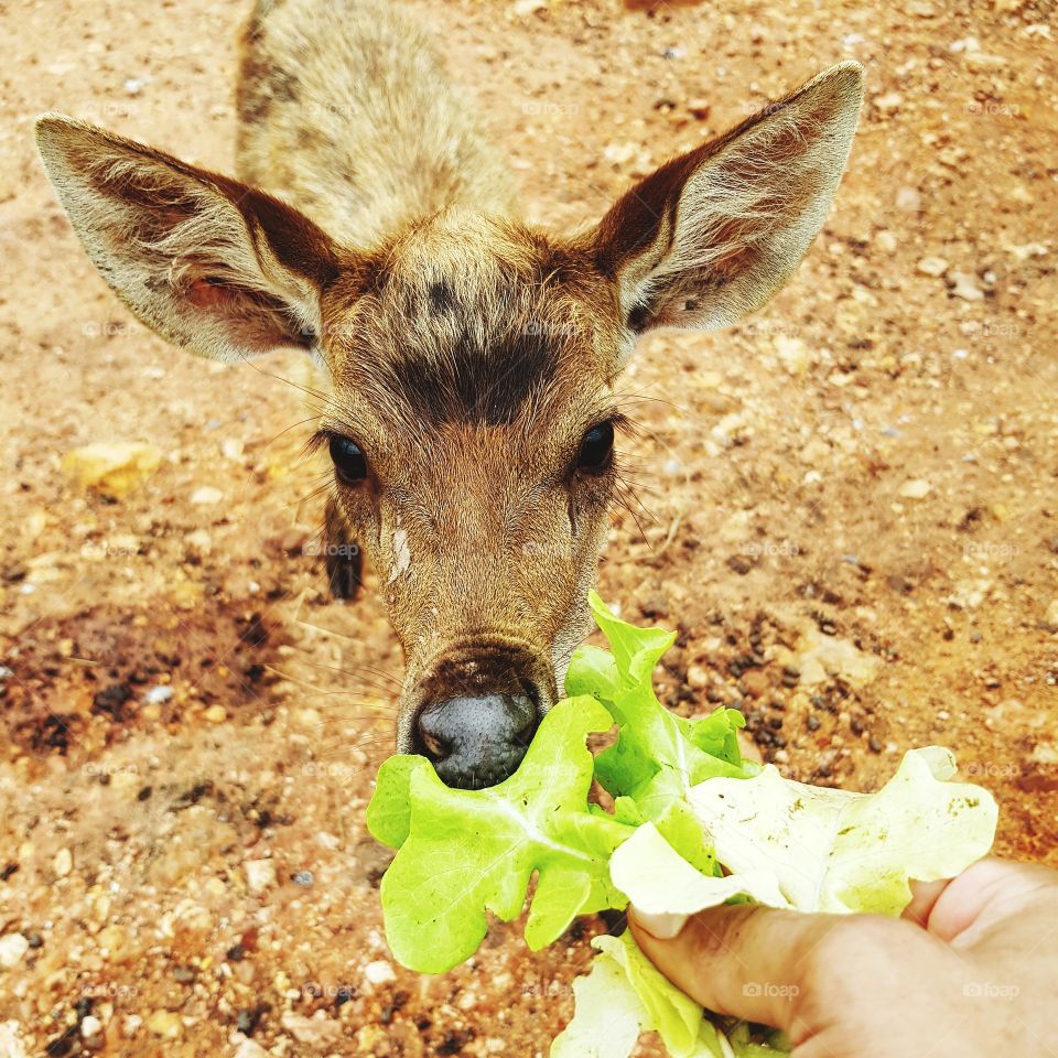 Deer at farm and livestock