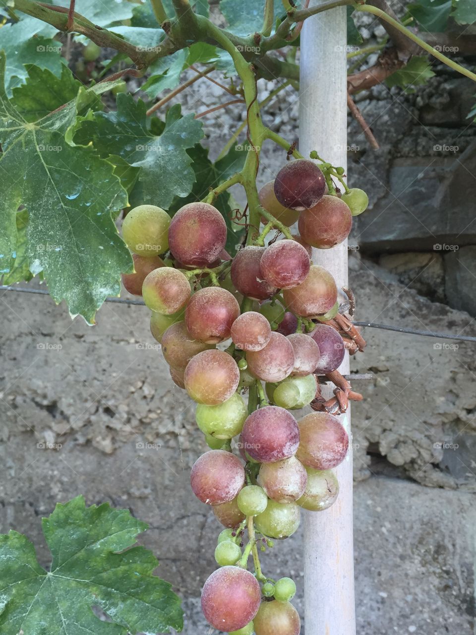 Homegrown grapes

