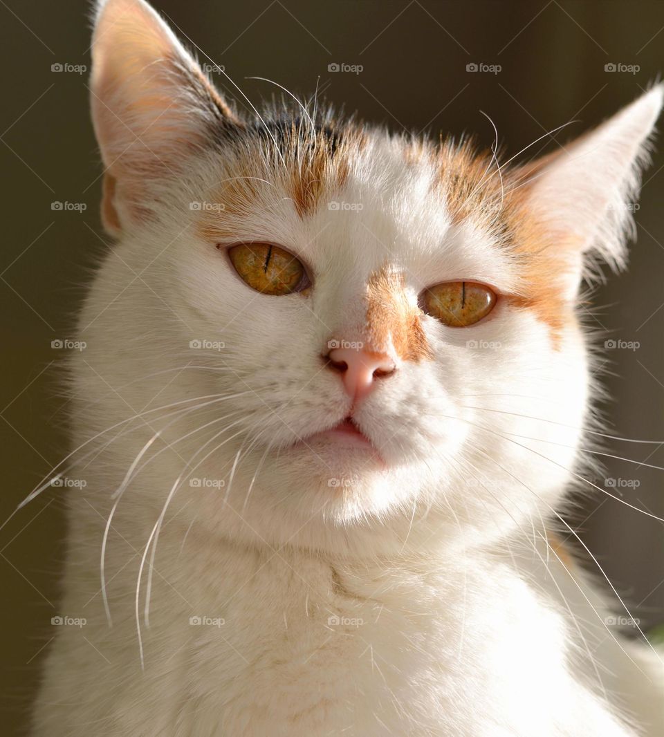 cat beautiful portrait in sunlight