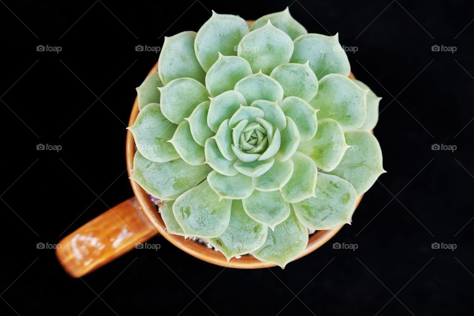 Succulent plant