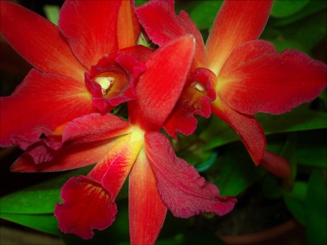 Red orchid/Orquídea vermelha.