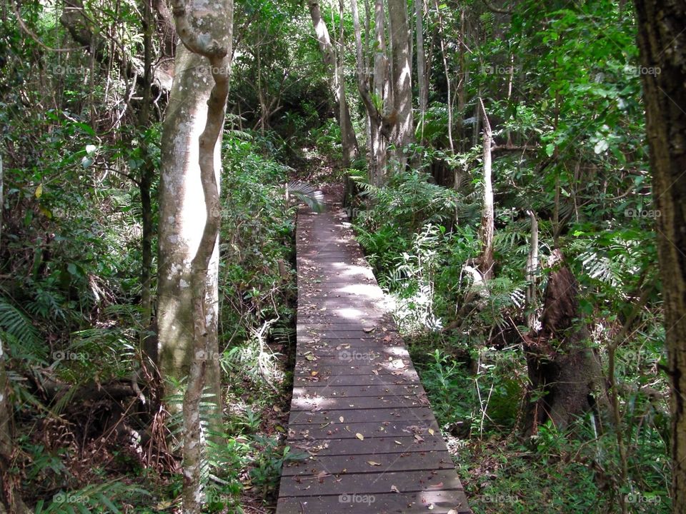 Forest walkway 