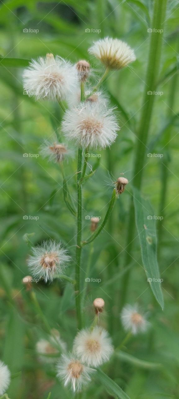 Dandelions