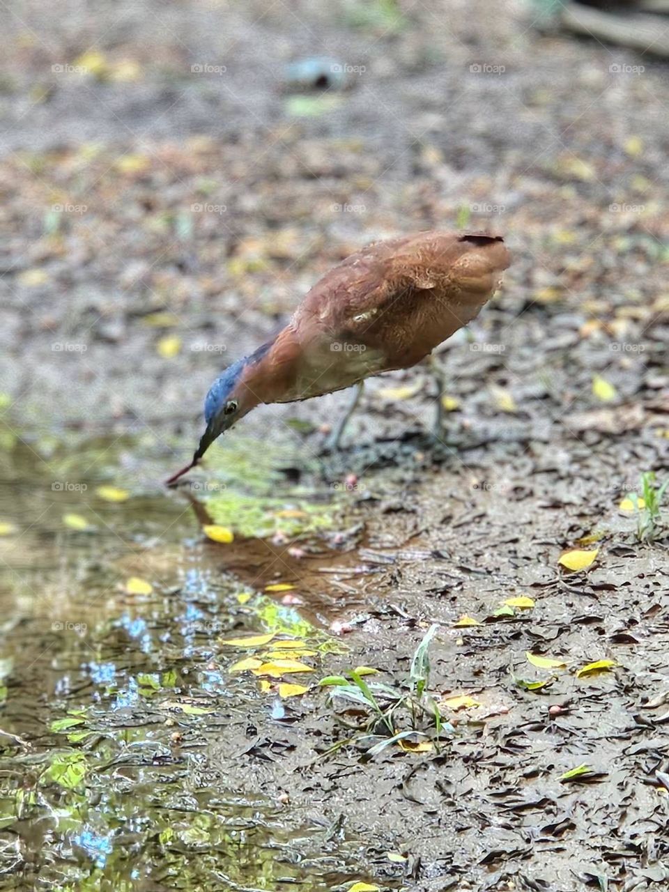 Black-crowned heron foraging ecology
