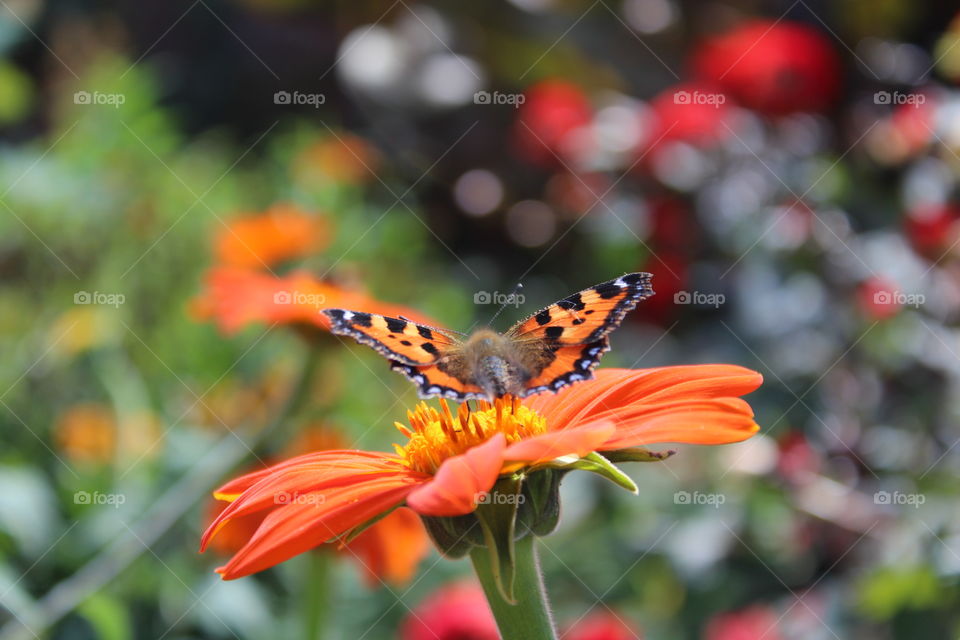 Red Admiral butterfly on flower