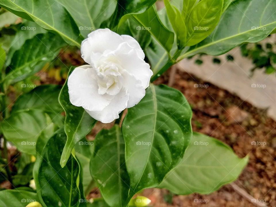 bright white flower