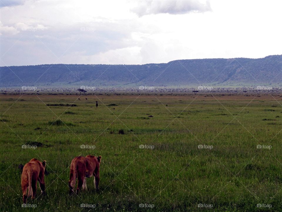 Lionesses on a hunt for food