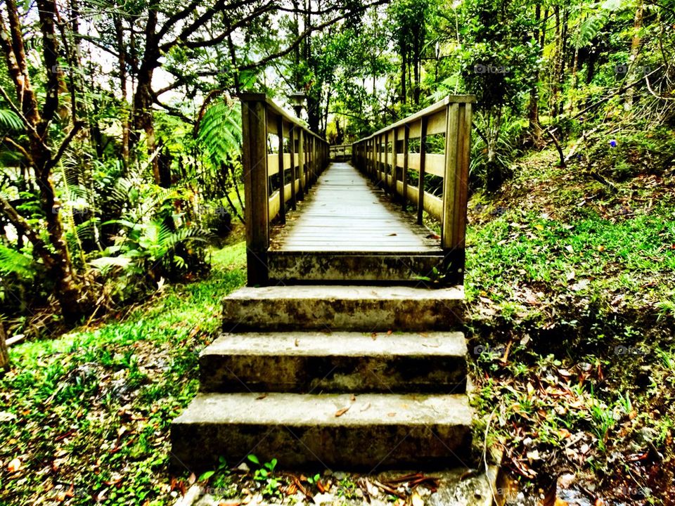 A wooden bridge in a rainforest park